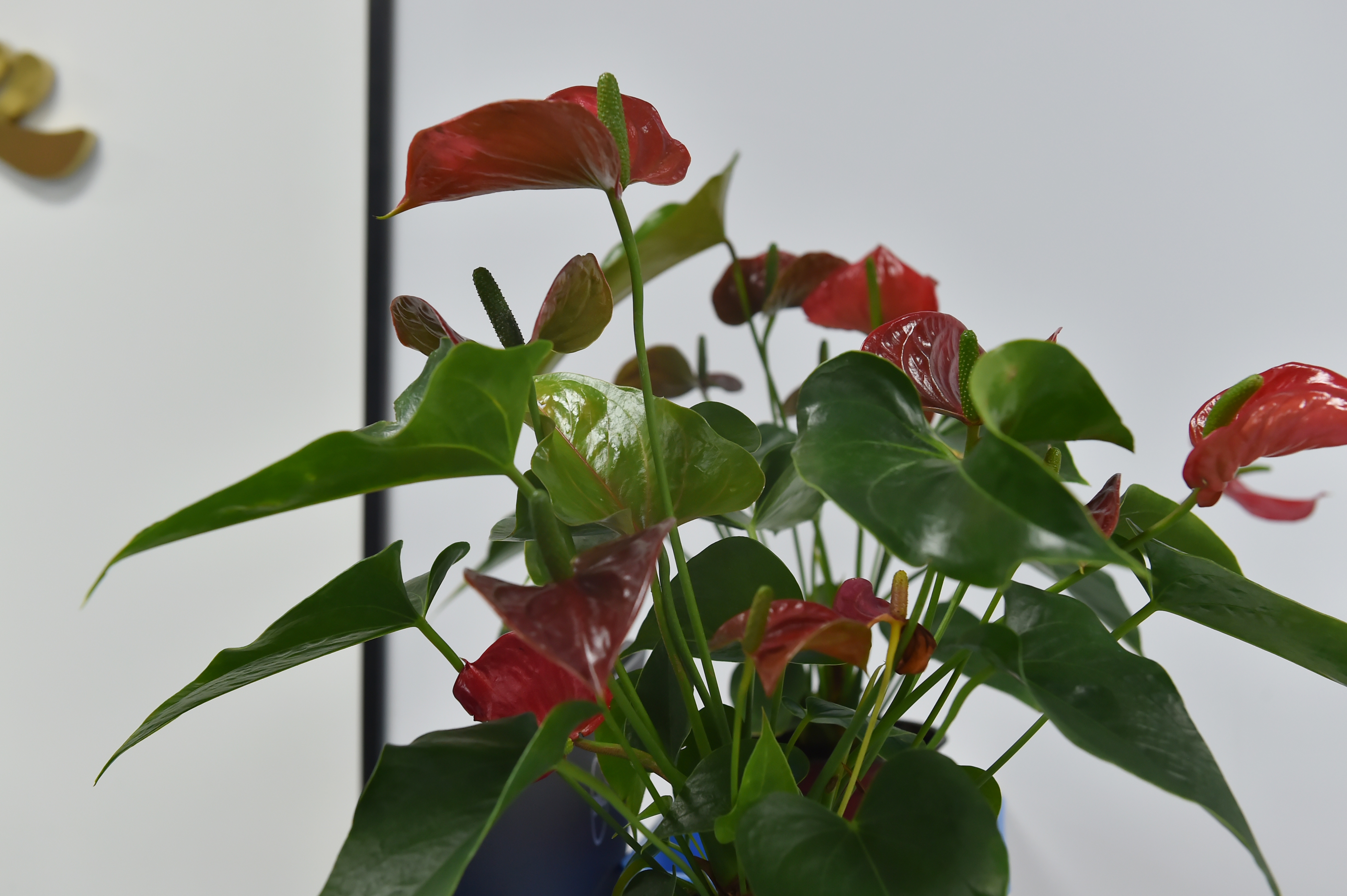 17205167208921.jpg 17205167208921.jpg